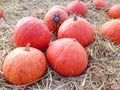 Giant pumpkins Royalty Free Stock Photo