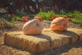 Giant pumpkins in the hay close-up, a rustic autumn still life Royalty Free Stock Photo