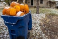 Giant pumpkins sitting in a trash dumpster waiting for garbage pickup