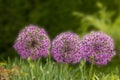 Giant purple allium flower field with tiny blue flowers Royalty Free Stock Photo