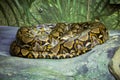 Giant Python snake on the rock in the zoo. Royalty Free Stock Photo