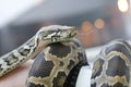Giant python snake wrapped around his arm and showed tongue