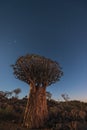 Giant quiver tree in the quiver tree forest in Namibia, South Africa under a starry dark blue sky Royalty Free Stock Photo