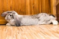 Giant rabbit in Easter day isolate on background