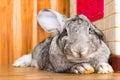 Giant rabbit in Easter day isolate on background