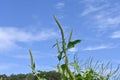 Giant ragweed ( Ambrosia trifida ) flowers. Asteraceae annual wind-pollinated flower.