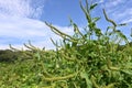 Giant ragweed ( Ambrosia trifida ) flowers. Asteraceae annual wind-pollinated flower.