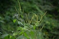 Giant ragweed ( Ambrosia trifida ) flowers. Asteraceae annual wind-pollinated flower.