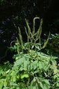 Giant ragweed ( Ambrosia trifida ) flowers. Asteraceae annual wind-pollinated flower.