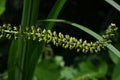 Giant ragweed ( Ambrosia trifida ) flowers. Asteraceae annual wind-pollinated flower. Royalty Free Stock Photo