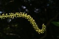 Giant ragweed ( Ambrosia trifida ) flowers. Asteraceae annual wind-pollinated flower.