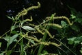 Giant ragweed ( Ambrosia trifida ) flowers. Asteraceae annual wind-pollinated flower. Royalty Free Stock Photo