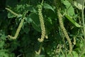 Giant ragweed ( Ambrosia trifida ) flowers. Asteraceae annual wind-pollinated flower.