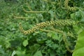 Giant ragweed ( Ambrosia trifida ) flowers. Asteraceae annual wind-pollinated flower. Royalty Free Stock Photo