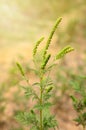 Giant Ragweed flowers