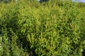 Giant Ragweed 803490