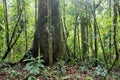 Giant rain forest tree in tropical Amazon jungle of Colombia Royalty Free Stock Photo