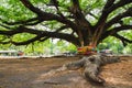 Giant rain tree focus on root at kanchanaburi thailand