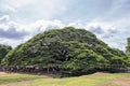 Giant Rain Tree in Kanchanaburi, Thailand