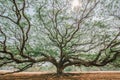 Giant rain tree in karnchanaburi,Thailand