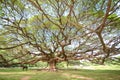 Giant rain tree