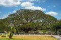 giant rain tree