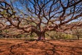 Giant rain tree, Super big rain tree, ancient rain tree