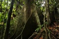 Giant rainforest tree