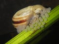 Giant ramshorn snail- marisa cornuarietis Royalty Free Stock Photo