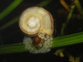 Giant ramshorn snail- marisa cornuarietis Royalty Free Stock Photo