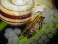 Giant ramshorn snail- marisa cornuarietis Royalty Free Stock Photo