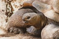 A giant rare land tortoise close-up in a desert environment.