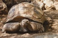 A giant rare land turtle in full growth in a desert environment with sandstone.