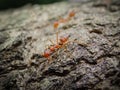 Giant red ant on a tree Royalty Free Stock Photo