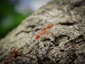 Giant red ant on a tree Royalty Free Stock Photo