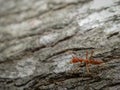 Giant red ant on a tree Royalty Free Stock Photo