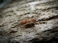 Giant red ant on a tree Royalty Free Stock Photo