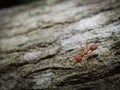 Giant red ant on a tree Royalty Free Stock Photo