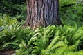 Red Cedar Tree Trunk and Green Fern Pacific Rainforest Vancouver Island BC Canada Royalty Free Stock Photo