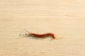 The Giant red Centipede dangerous animal on the floor. Royalty Free Stock Photo