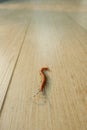 The Giant red Centipede dangerous animal on the floor. Royalty Free Stock Photo