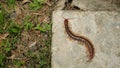 The Giant red Centipede dangerous animal in the Garden and Courtyard. Royalty Free Stock Photo