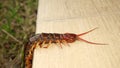 The Giant red Centipede dangerous animal in the Garden and Courtyard. Royalty Free Stock Photo