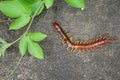 The Giant red Centipede dangerous animal in the Garden and Courtyard. Royalty Free Stock Photo