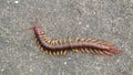 The Giant red Centipede dangerous animal in the Garden. Royalty Free Stock Photo