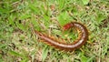 The Giant red Centipede dangerous animal in the Garden. Royalty Free Stock Photo