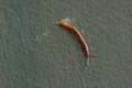 The Giant red Centipede dangerous animal on the floor. Royalty Free Stock Photo