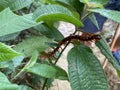 A giant red centipede or Scolopendra subspinipes hidden amongst the leaves in the wild rainforest of Malaysia