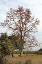 Red Coral Tree in Bloom