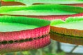 Giant red green Water Lily Pad of Victoria Amazonica in a tropical Pond Royalty Free Stock Photo